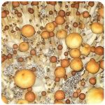 Псилоцибиновые (галлюциногенные)  грибы Psilocybin "Golden Teacher" в Котово