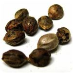 Семена марихуаны АК-47  (Seeds AK-47) в Котово